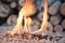 Granulés de bois qui brûlent (photo : © tchara / Shutterstock.com)