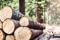 L'image montre de longs troncs d'arbres dans une forêt. (photo : © Krasula / Shutterstock.com)